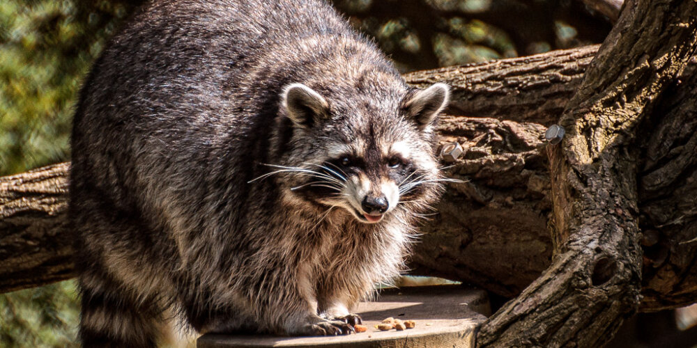 animalphotography at the gamepark Grafenberg in Duesseldorf (Germany)