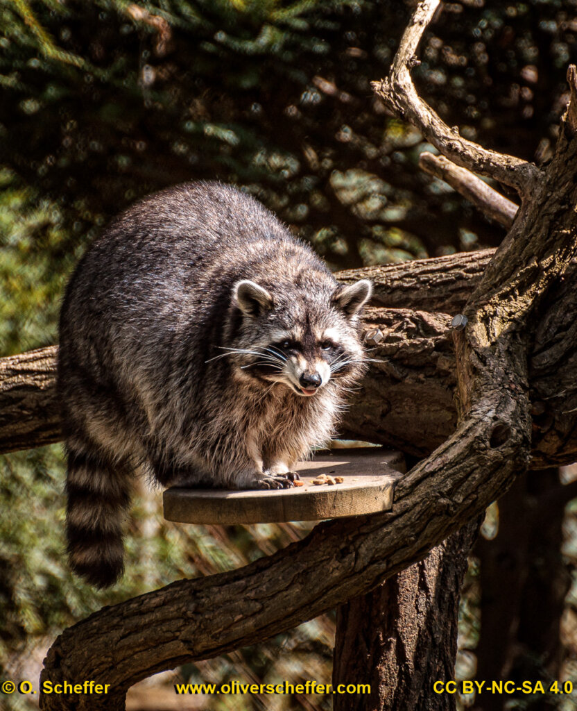 animalphotography at the gamepark Grafenberg in Duesseldorf (Germany)