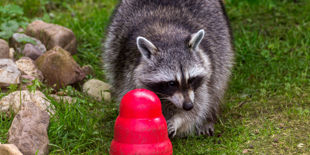 animalphotography at the gamepark Grafenberg in Duesseldorf (Germany)