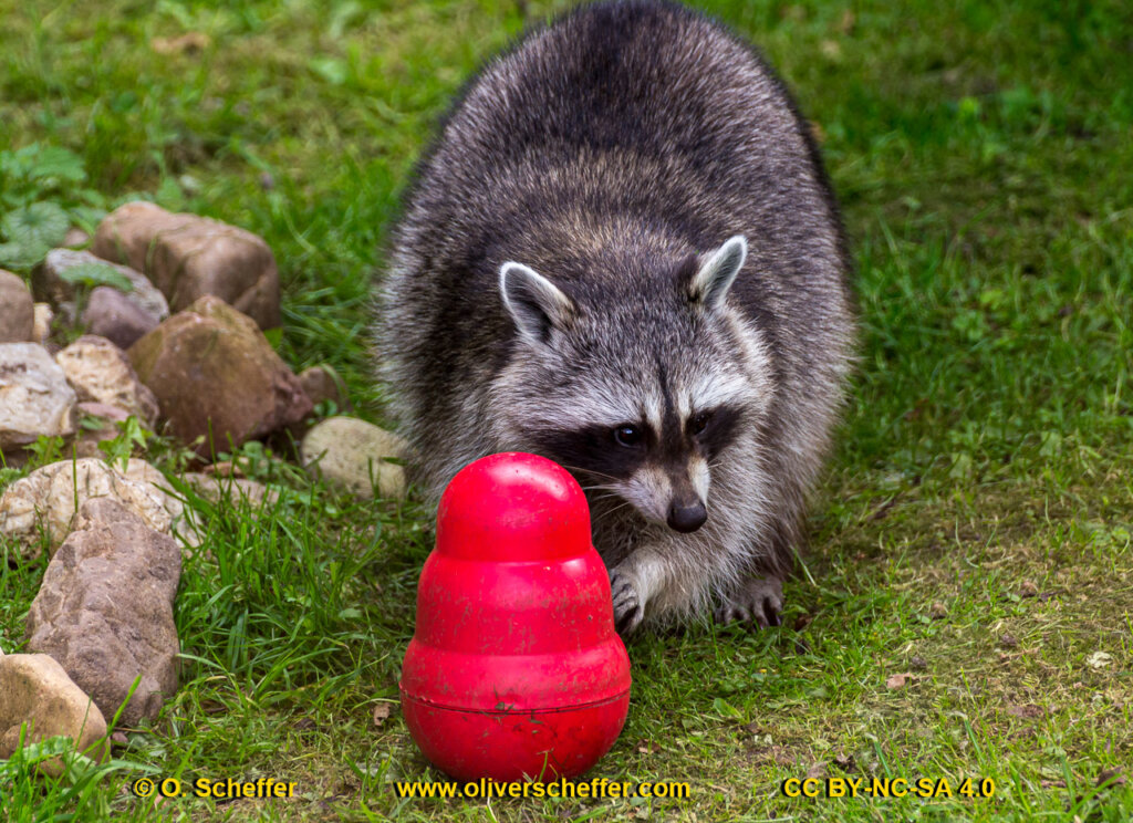 animalphotography at the gamepark Grafenberg in Duesseldorf (Germany)