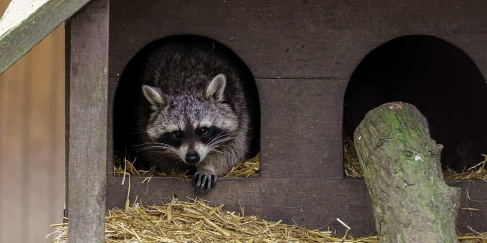 animalphotography at the gamepark Grafenberg in Duesseldorf (Germany)