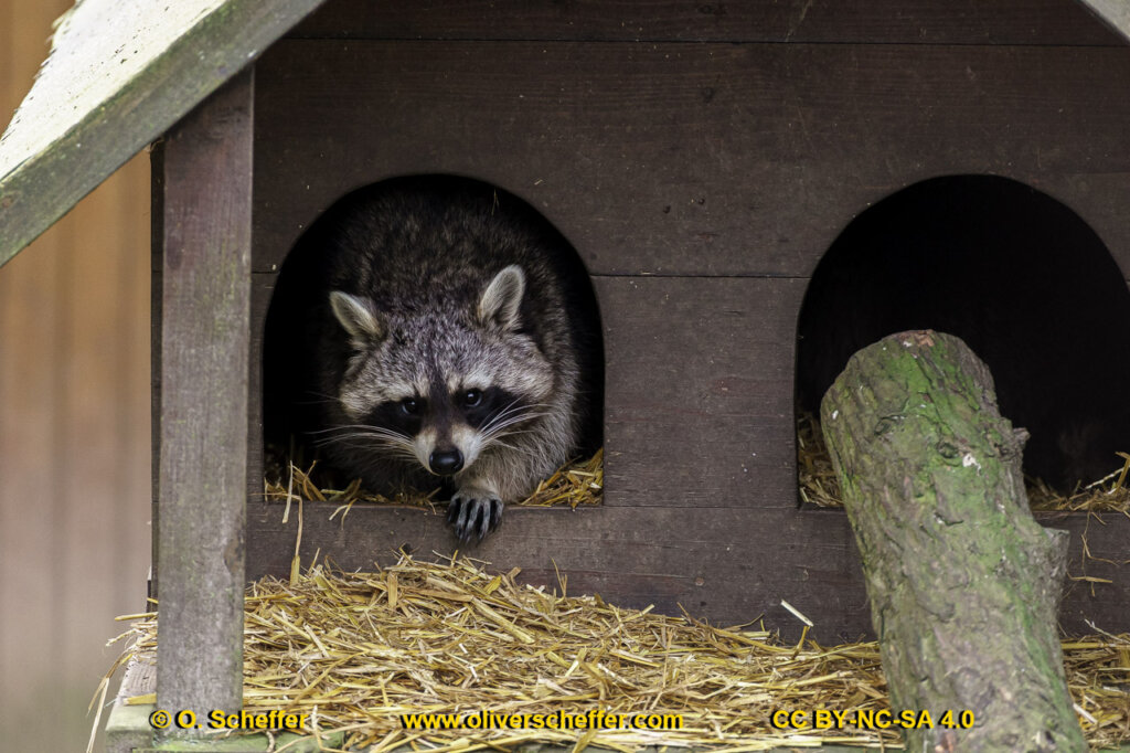 animalphotography at the gamepark Grafenberg in Duesseldorf (Germany)