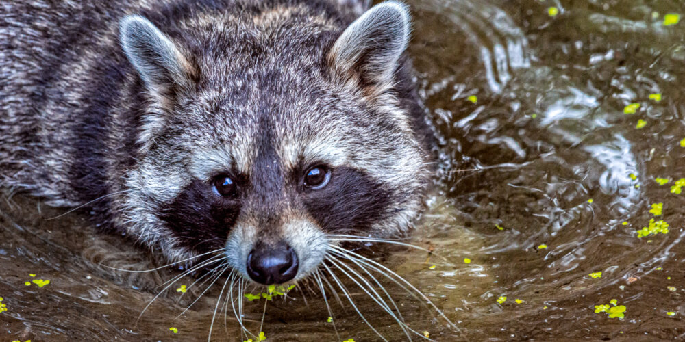 animalphotography at the gamepark Grafenberg in Duesseldorf (Germany)