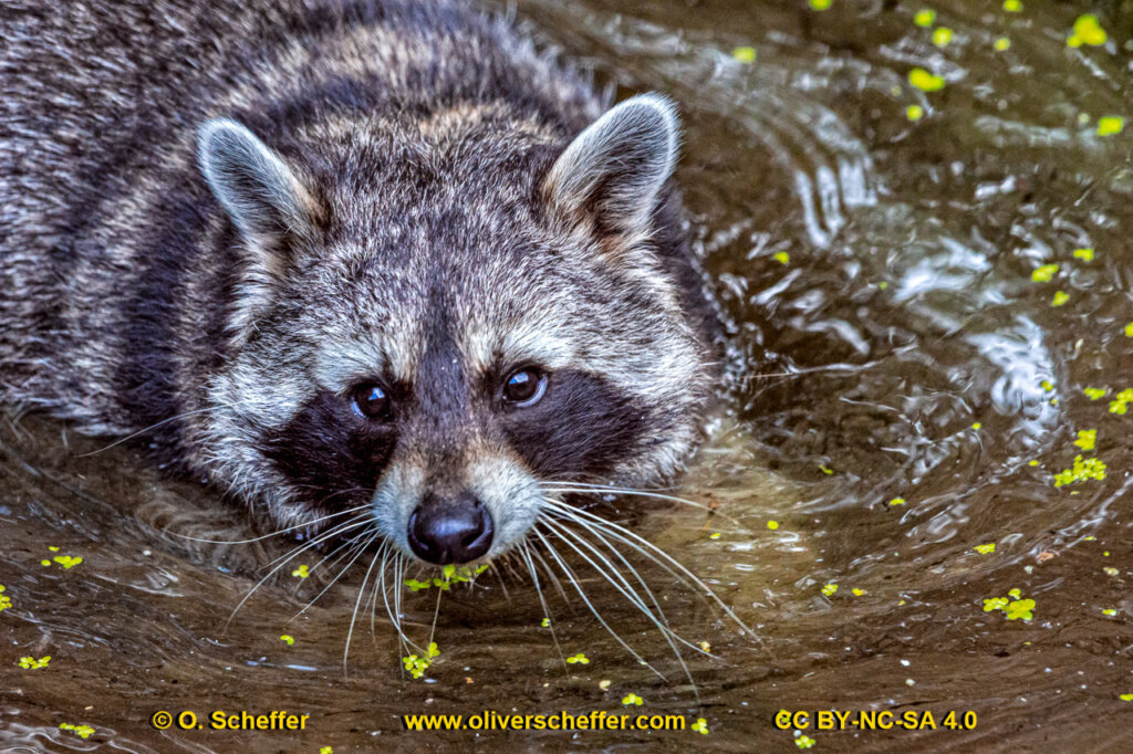 animalphotography at the gamepark Grafenberg in Duesseldorf (Germany)