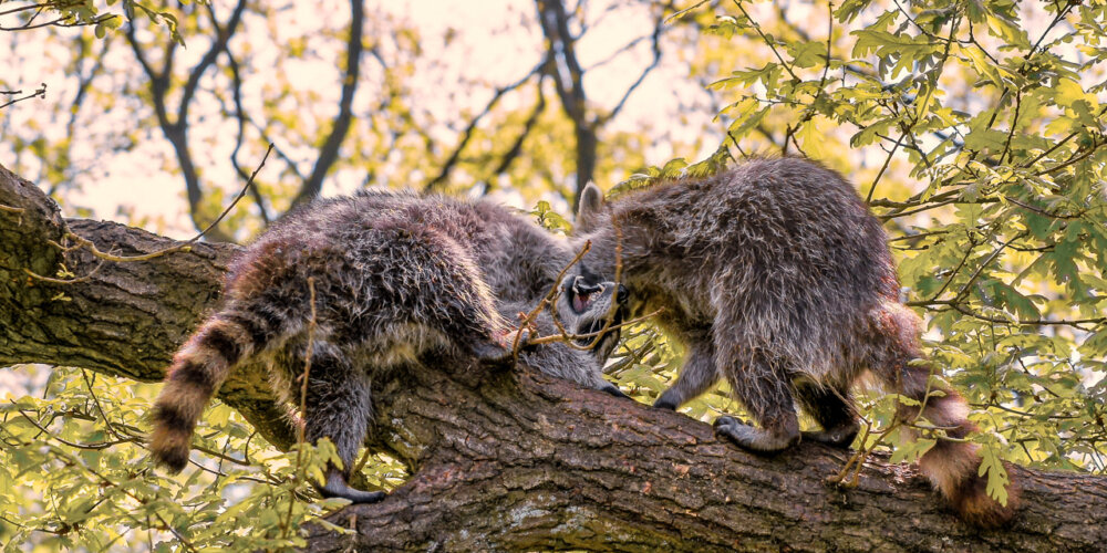 animalphotography at the gamepark Grafenberg in Duesseldorf (Germany)