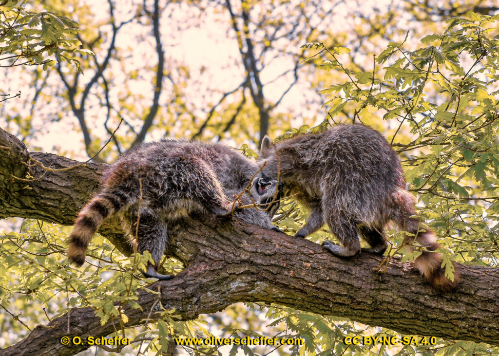 animalphotography at the gamepark Grafenberg in Duesseldorf (Germany)
