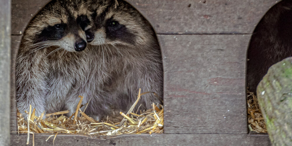 animalphotography at the gamepark Grafenberg in Duesseldorf (Germany)