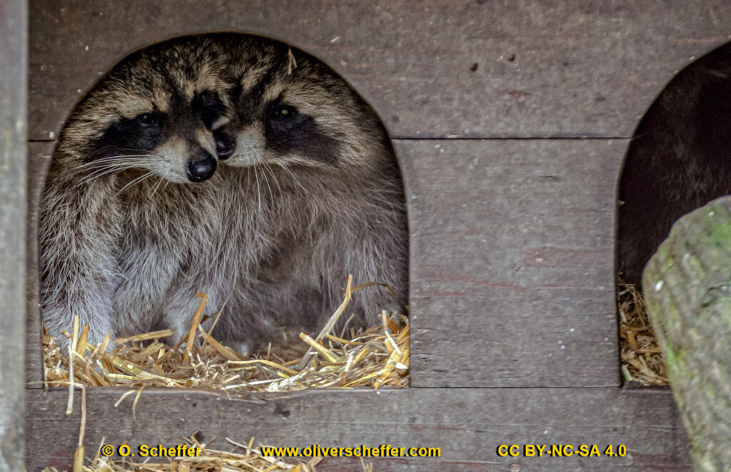 animalphotography at the gamepark Grafenberg in Duesseldorf (Germany)