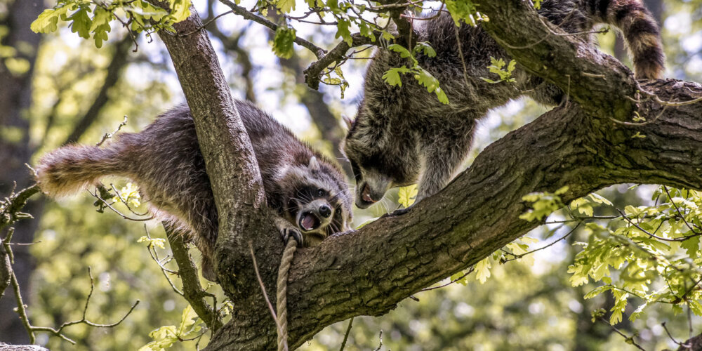 animalphotography at the gamepark Grafenberg in Duesseldorf (Germany)