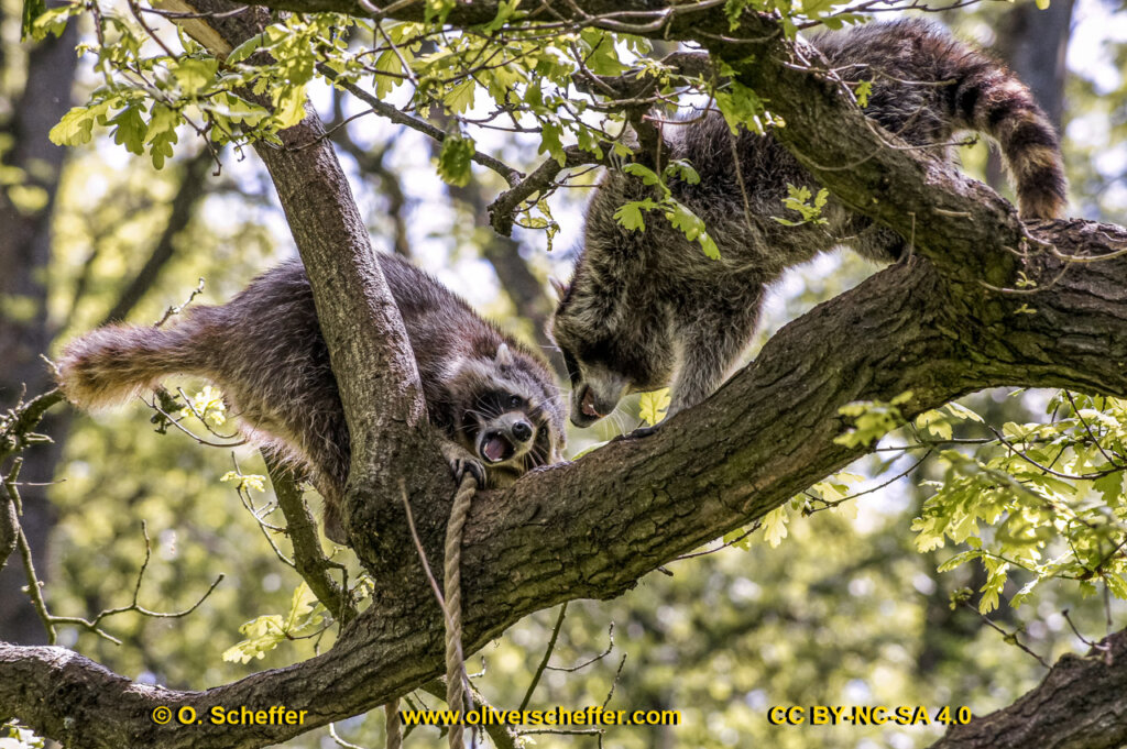 animalphotography at the gamepark Grafenberg in Duesseldorf (Germany)