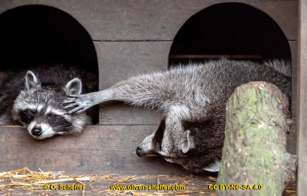 animalphotography at the gamepark Grafenberg in Duesseldorf (Germany)