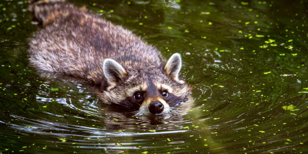 animalphotography at the gamepark Grafenberg in Duesseldorf (Germany)