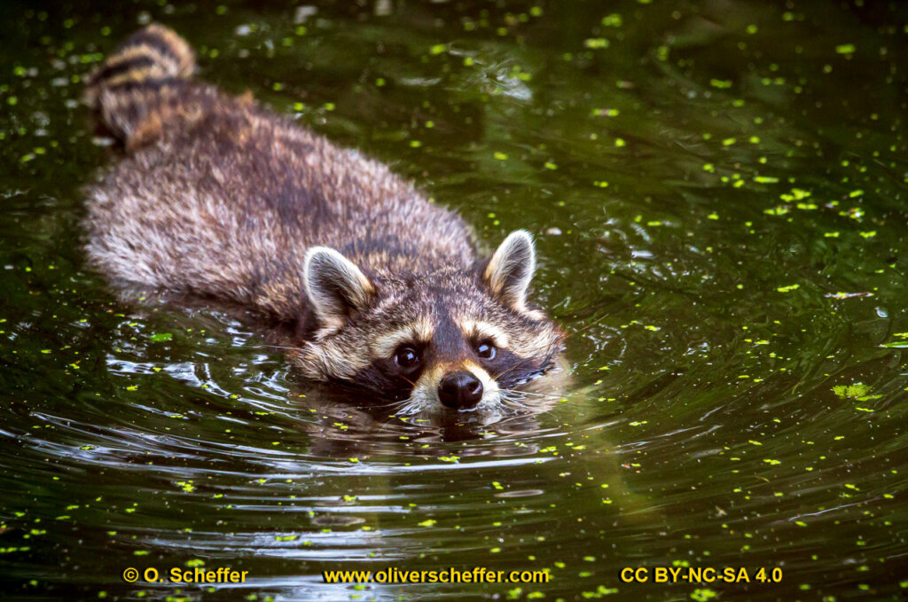 animalphotography at the gamepark Grafenberg in Duesseldorf (Germany)