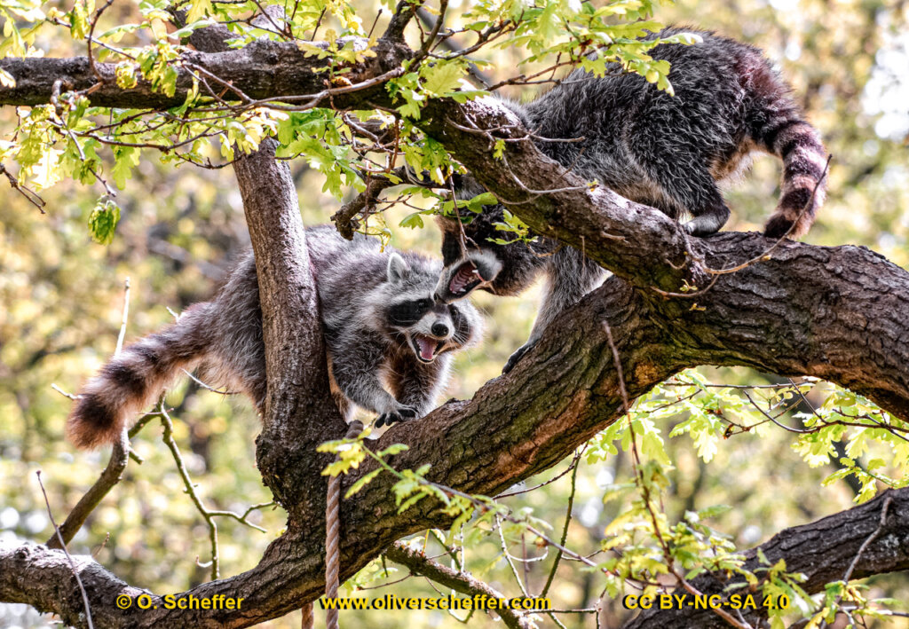 animalphotography at the gamepark Grafenberg in Duesseldorf (Germany)