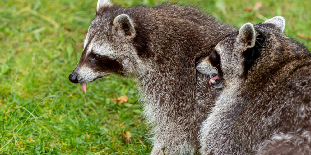 animalphotography at the gamepark Grafenberg in Duesseldorf (Germany)
