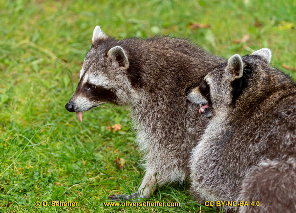 animalphotography at the gamepark Grafenberg in Duesseldorf (Germany)