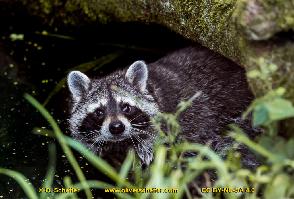 animalphotography at the gamepark Grafenberg in Duesseldorf (Germany)