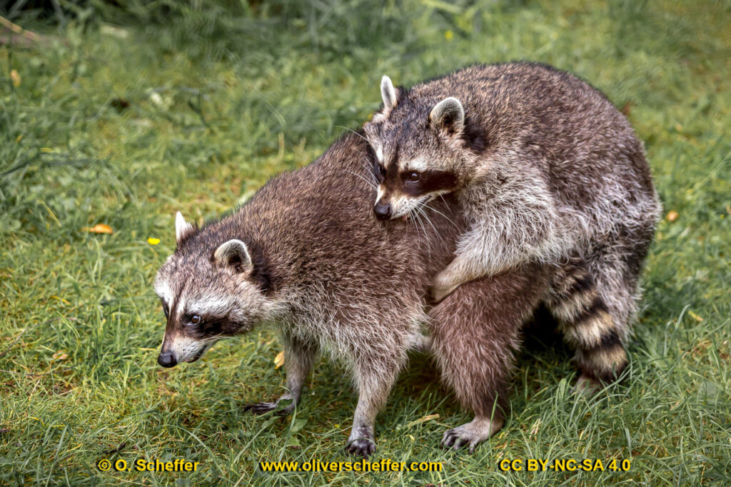 animalphotography at the gamepark Grafenberg in Duesseldorf (Germany)