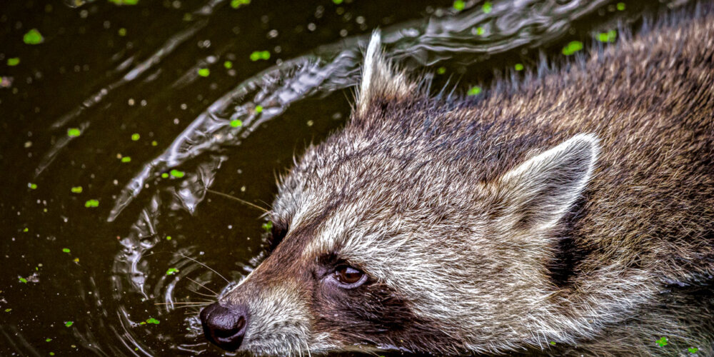 animalphotography at the gamepark Grafenberg in Duesseldorf (Germany)