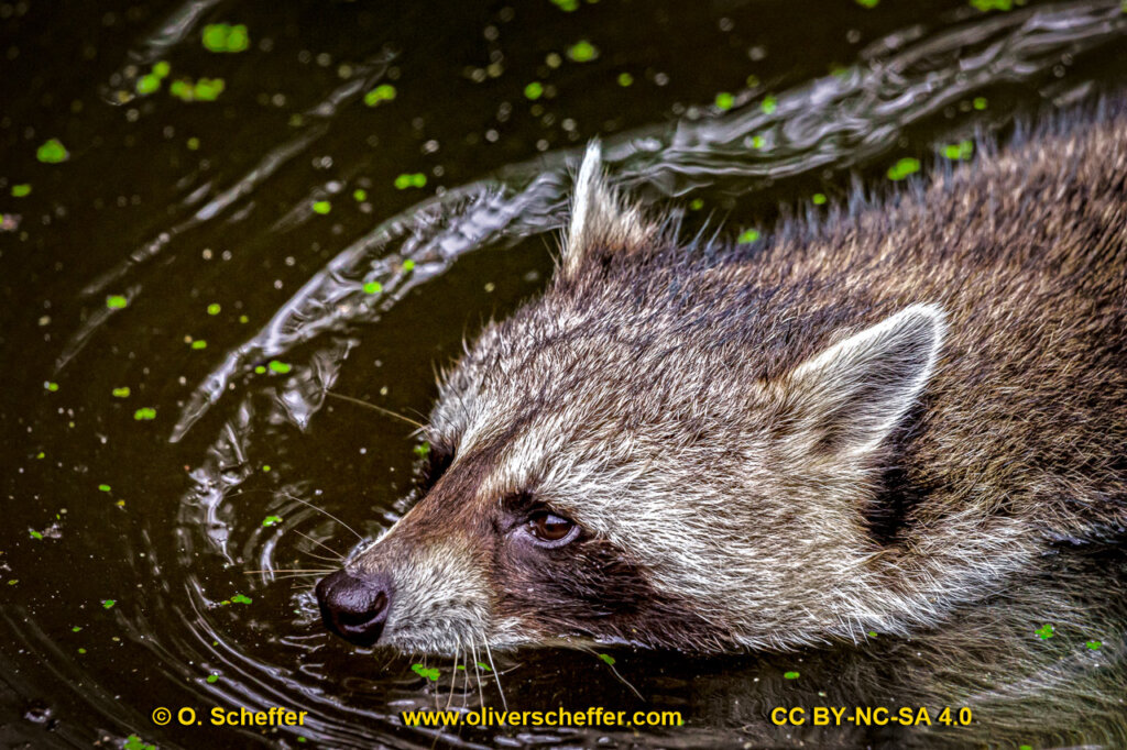 animalphotography at the gamepark Grafenberg in Duesseldorf (Germany)