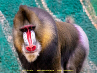 Zoo_Duisburg-001