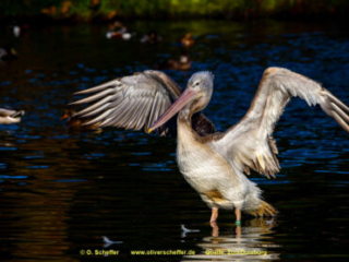 Zoo_Duisburg-004