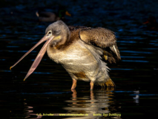 Zoo_Duisburg-006