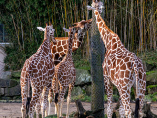 Zoo_Duisburg-008