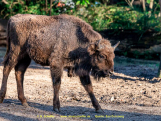Zoo_Duisburg-011