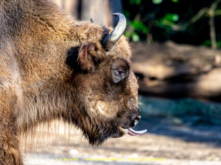 Zoo_Duisburg-012