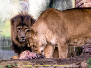 Zoo_Duisburg-015