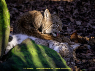 Zoo_Duisburg-017