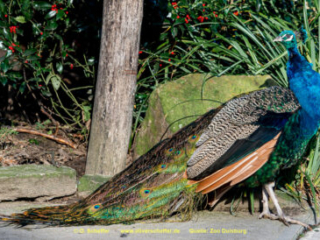Zoo_Duisburg-020