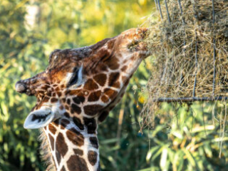 Zoo_Duisburg-021