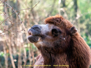 Zoo_Duisburg-022