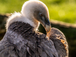 Zoo_Duisburg-025
