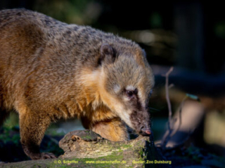Zoo_Duisburg-029