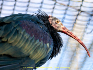 Zoo_Duisburg-037