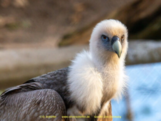 Zoo_Duisburg-039