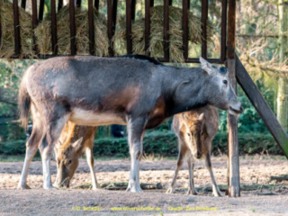 Zoo_Duisburg-040