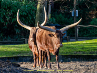 Zoo_Duisburg-041