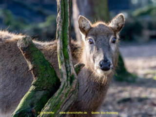 Zoo_Duisburg-043