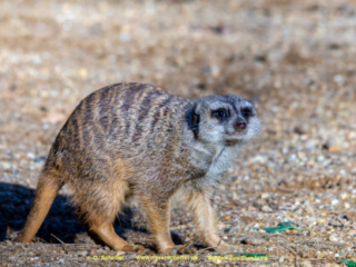 Zoo_Duisburg-046