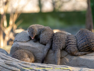 Zoo_Duisburg-048