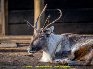 Zoo_Duisburg-054