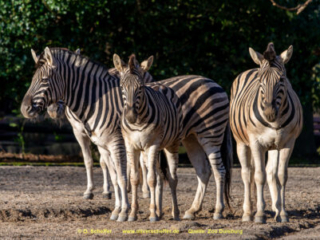 Zoo_Duisburg-055