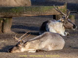 Zoo_Duisburg-058