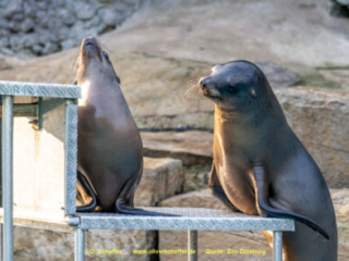 Zoo_Duisburg-060