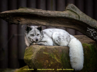 Zoo_Duisburg-061