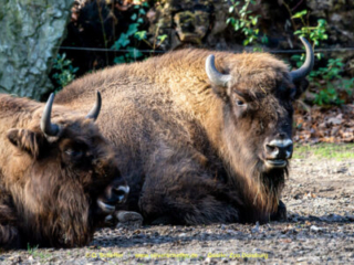 Zoo_Duisburg-064